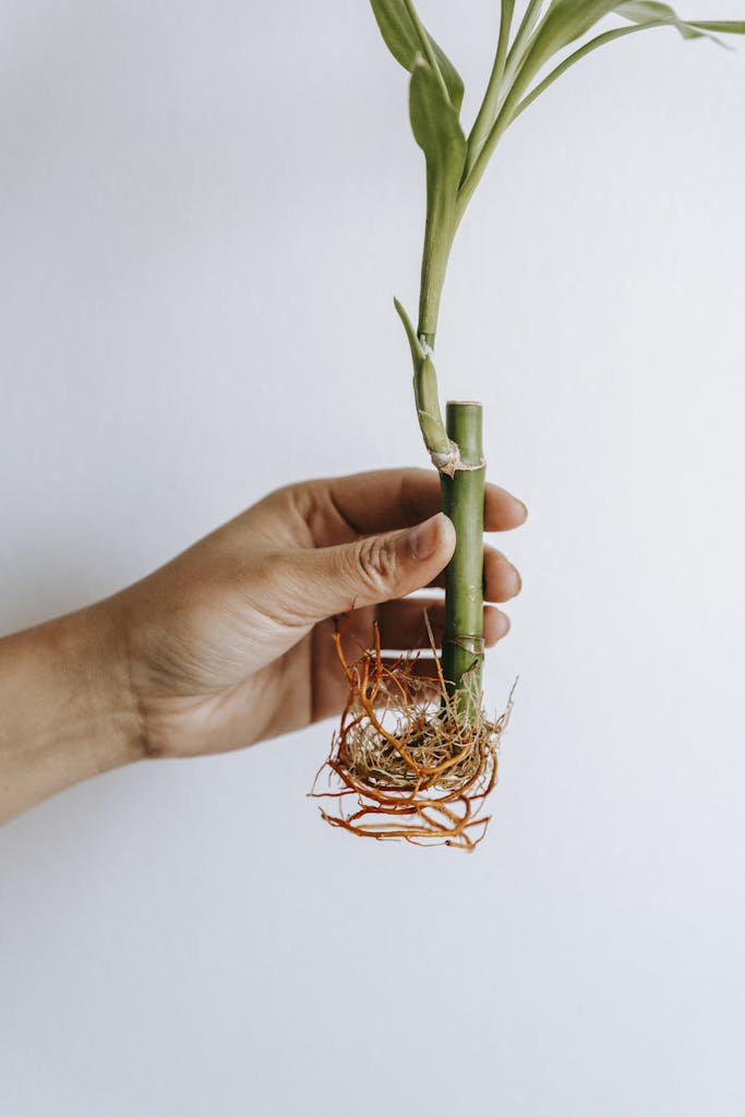 Crop unrecognizable horticulturist demonstrating Dracaena plant with thick stems and curved roots on white background